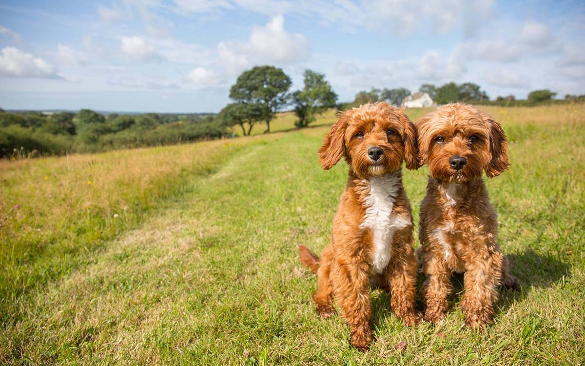 Biscuit & Nibbles