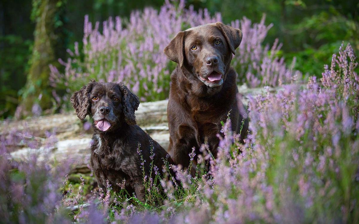 Ruby & Frankie